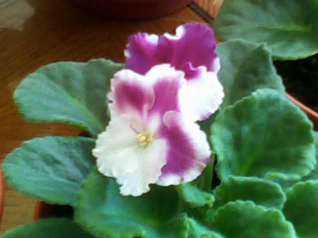 Name:  Img00028.jpg
Views: 2304
Size:  43.9 KB