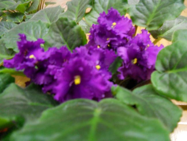 Name:  DSCN0165.jpg
Views: 1469
Size:  36.6 KB