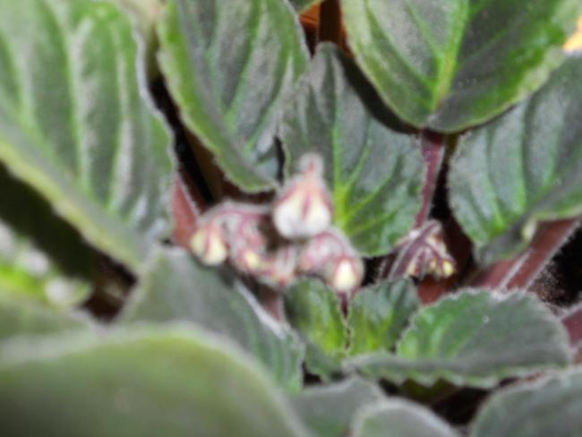 Name:  DSCN0178.jpg
Views: 1467
Size:  31.8 KB