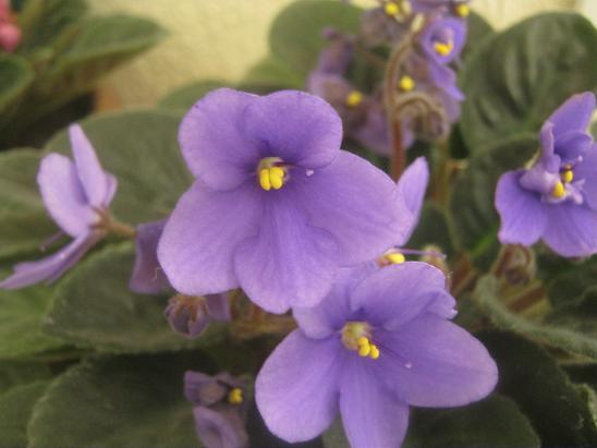 Name:  ak eflatun.JPG
Views: 1610
Size:  38.3 KB