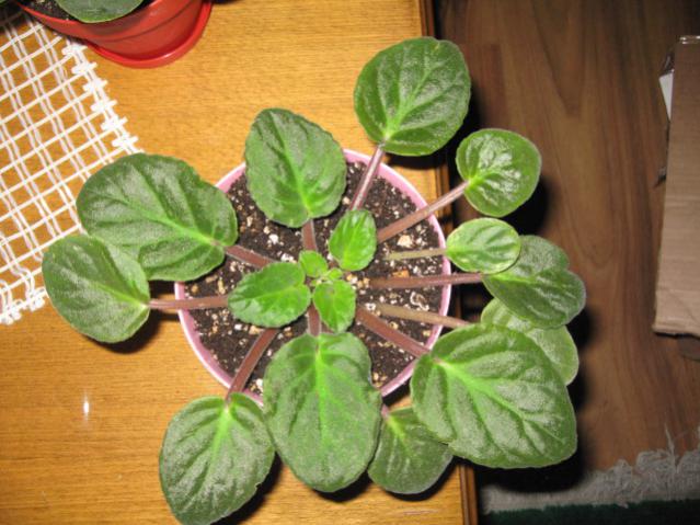 Name:  IMG_0016.jpg
Views: 1864
Size:  53.3 KB