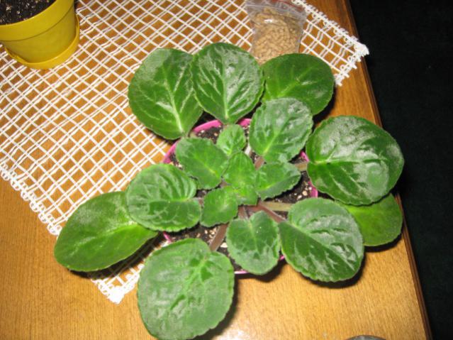 Name:  IMG_0014.jpg
Views: 1972
Size:  60.5 KB