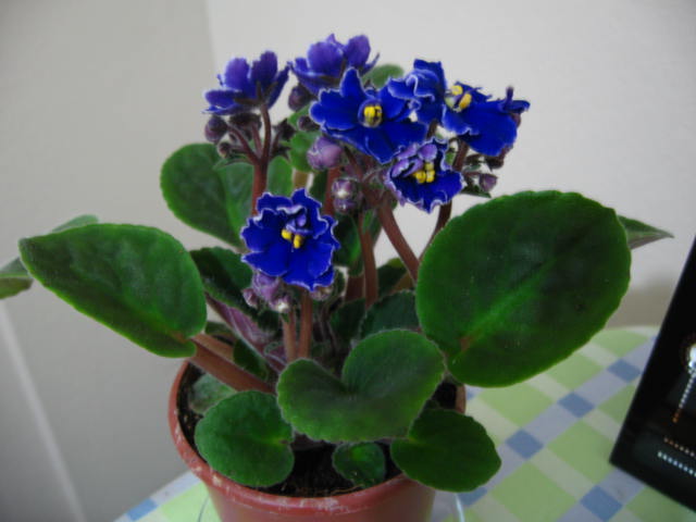 Name:  yeni (3).JPG
Views: 5626
Size:  44.9 KB