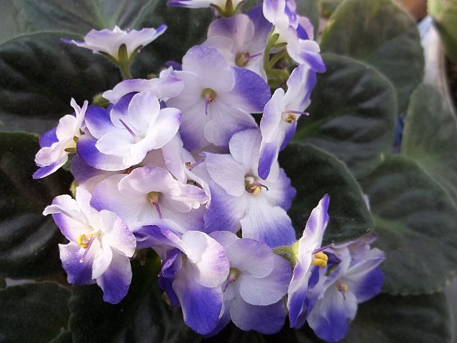 Name:  100_0045.jpg
Views: 1946
Size:  59.5 KB