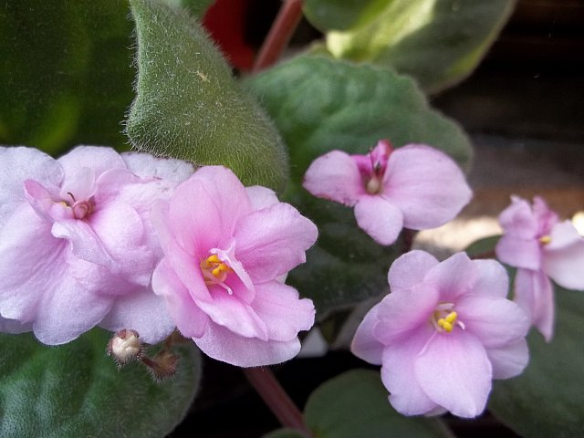 Name:  100_0046.jpg
Views: 2025
Size:  53.5 KB