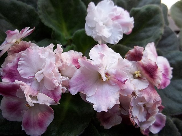 Name:  100_0048.jpg
Views: 1917
Size:  57.3 KB