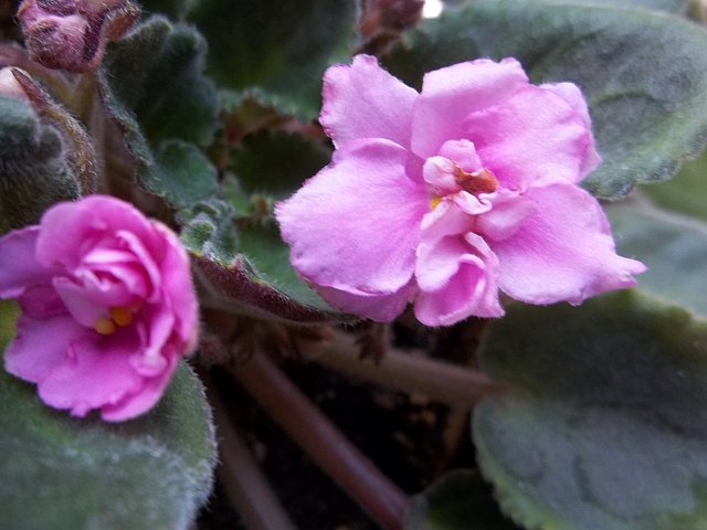 Name:  100_0049.jpg
Views: 1970
Size:  50.7 KB