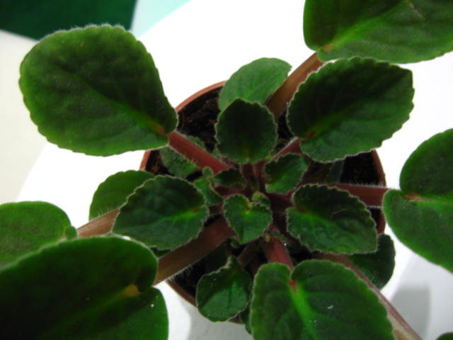 Name:  IMG_0019.JPG
Views: 1619
Size:  45.0 KB