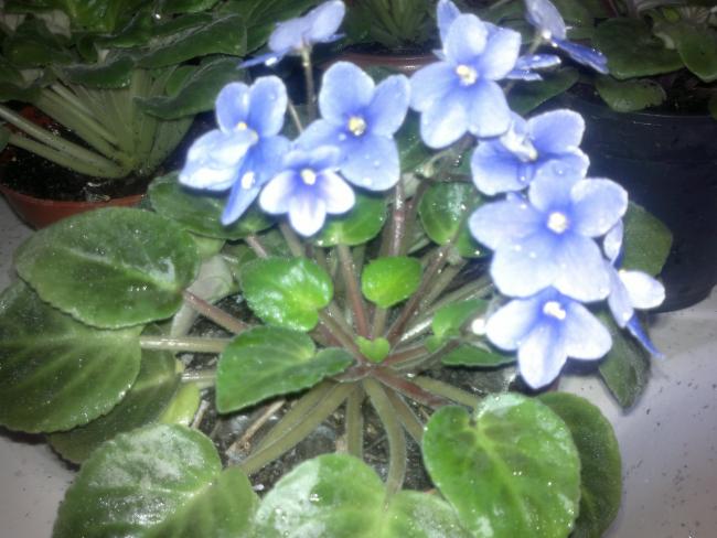 Name:  tuanam 185.jpg
Views: 1659
Size:  47.1 KB