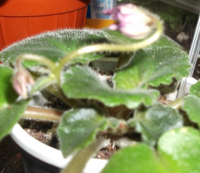 Name:  DSCF0566.jpg
Views: 33032
Size:  43.7 KB