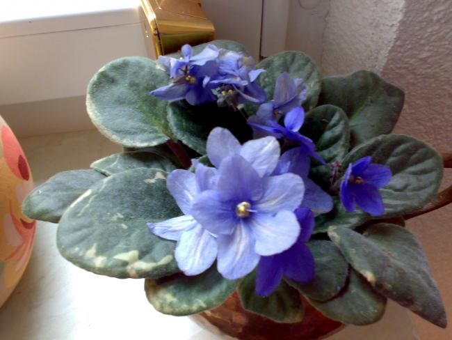 Name:  14042012066.jpg
Views: 1210
Size:  40.8 KB