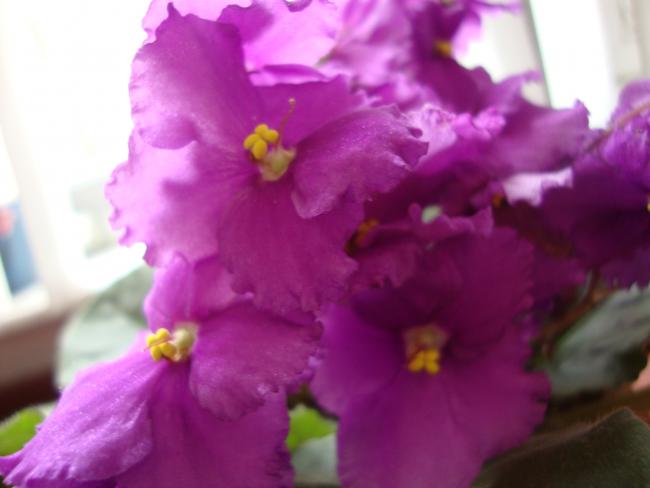 Name:  DSC02759.jpg
Views: 1437
Size:  27.8 KB