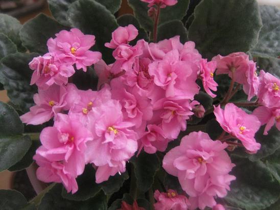 Name:  pembe.JPG
Views: 1270
Size:  50.1 KB