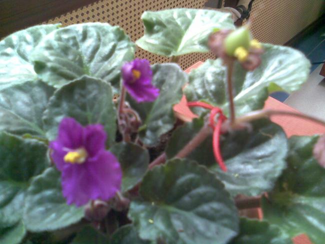 Name:  Grnt067.jpg
Views: 962
Size:  42.1 KB