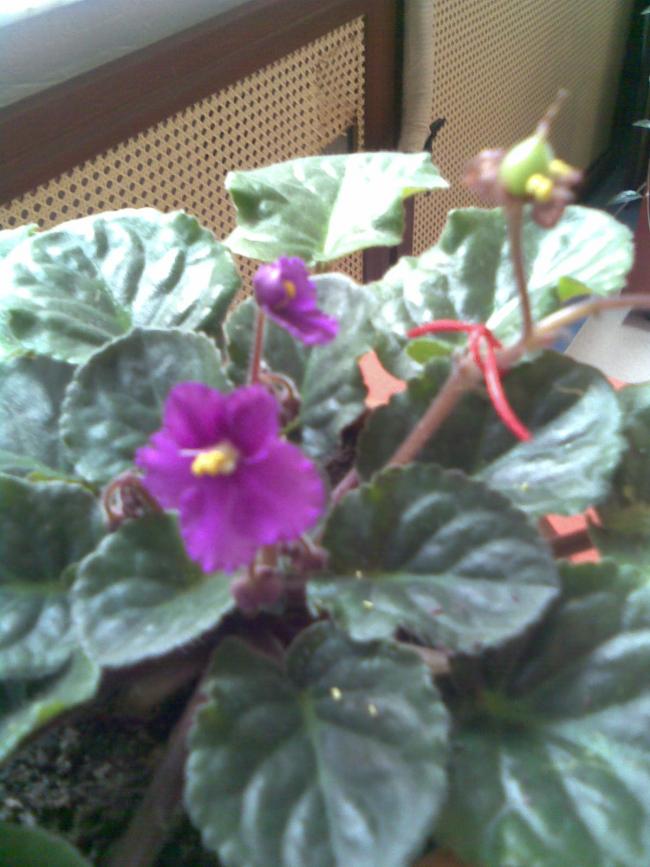 Name:  Grnt068.jpg
Views: 1000
Size:  66.4 KB