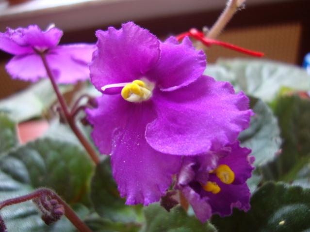 Name:  DSC02815.jpg
Views: 1030
Size:  34.0 KB