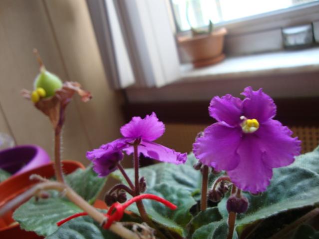 Name:  DSC02813.jpg
Views: 949
Size:  33.1 KB