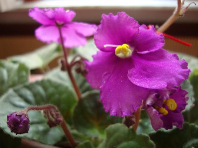 Name:  DSC02814.jpg
Views: 962
Size:  32.1 KB