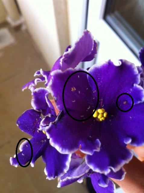 Name:  fotoraf (46).jpg
Views: 7091
Size:  35.9 KB