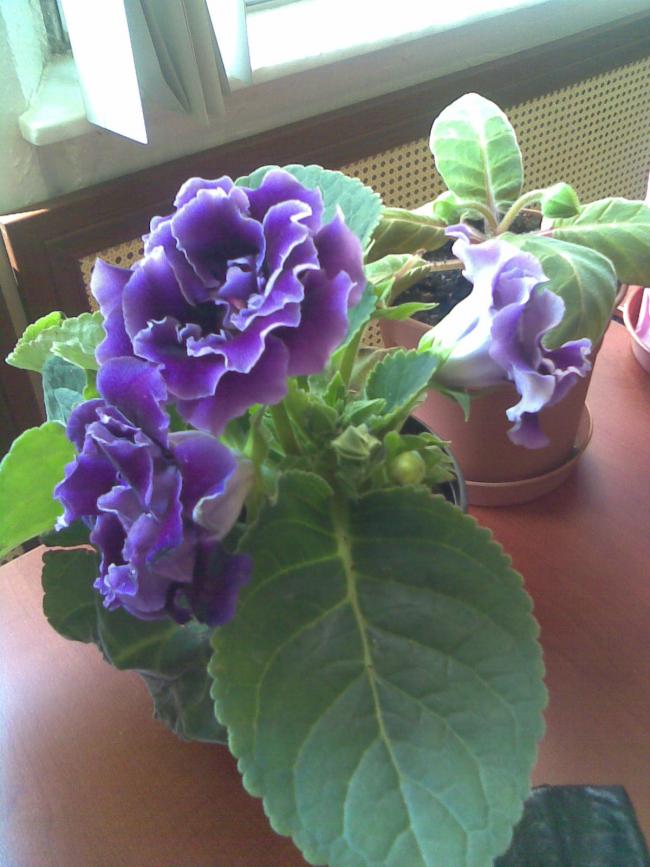 Name:  Grnt007.jpg
Views: 7118
Size:  67.5 KB