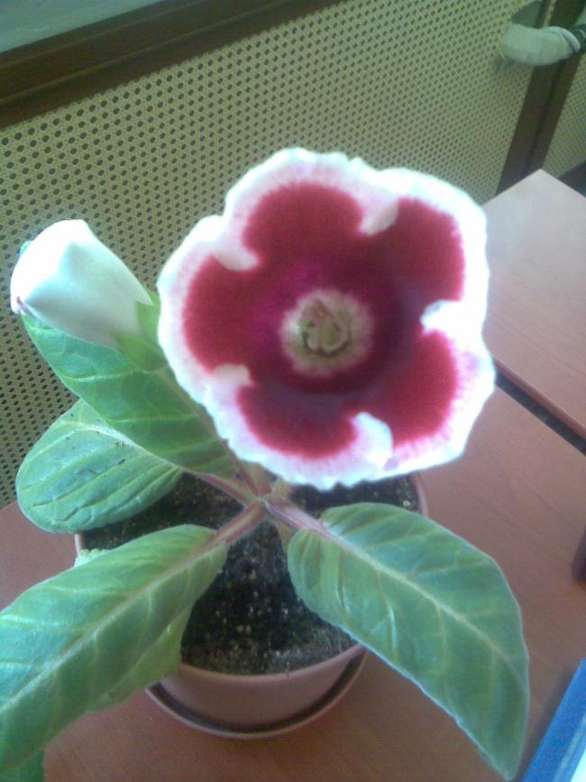 Name:  Grnt027.jpg
Views: 1437
Size:  66.7 KB