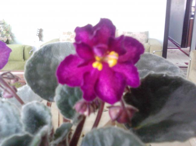 Name:  IMG_20120327_112534.jpg
Views: 2022
Size:  31.4 KB
