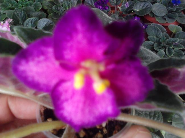 Name:  IMG_20120320_160943.jpg
Views: 2008
Size:  36.7 KB