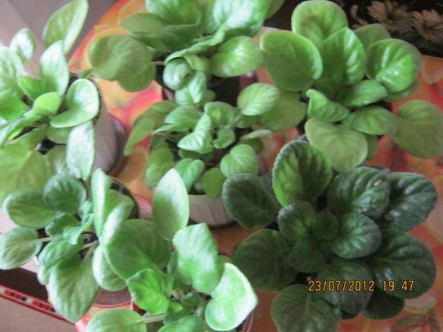Name:  005.jpg
Views: 2060
Size:  43.1 KB