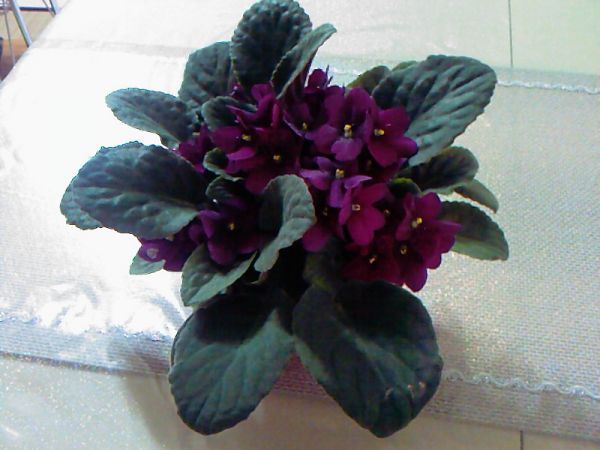Name:  afrika_meneksesi.jpg
Views: 14970
Size:  41.0 KB