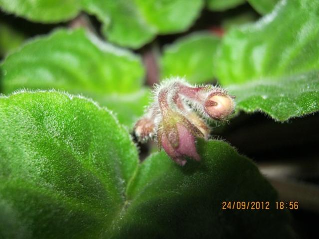Name:  005.jpg
Views: 1728
Size:  37.6 KB