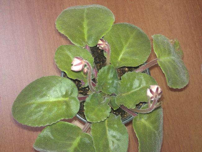 Name:  IMAG0688.jpg
Views: 1271
Size:  47.4 KB