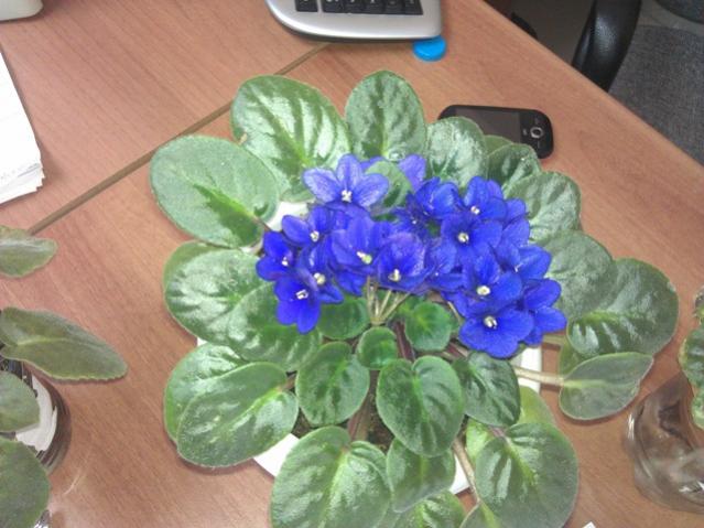 Name:  IMAG0686.jpg
Views: 1246
Size:  47.1 KB