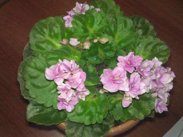 Name:  IMAG0687.jpg
Views: 1313
Size:  43.3 KB