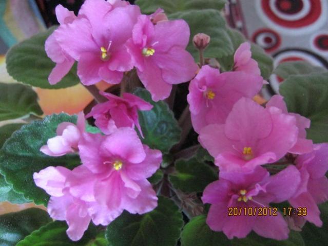 Name:  093.jpg
Views: 1549
Size:  40.2 KB