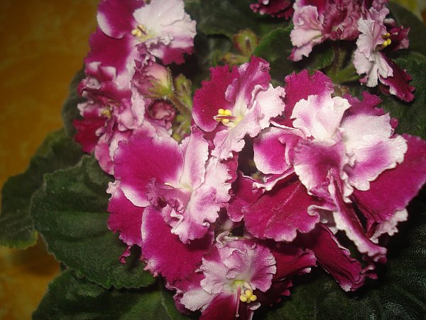 Name:  DSC08234.jpg
Views: 1527
Size:  68.1 KB