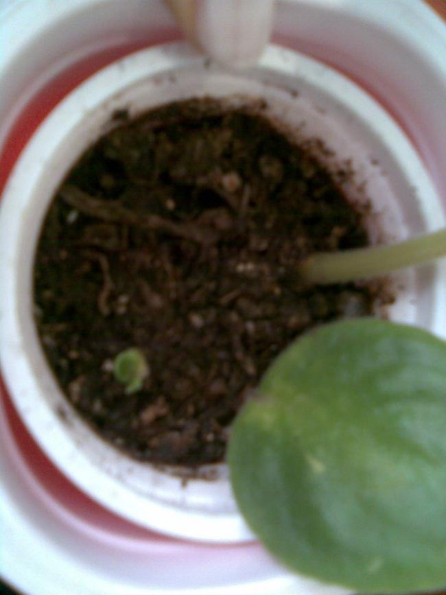 Name:  Grnt003.jpg
Views: 1515
Size:  43.6 KB