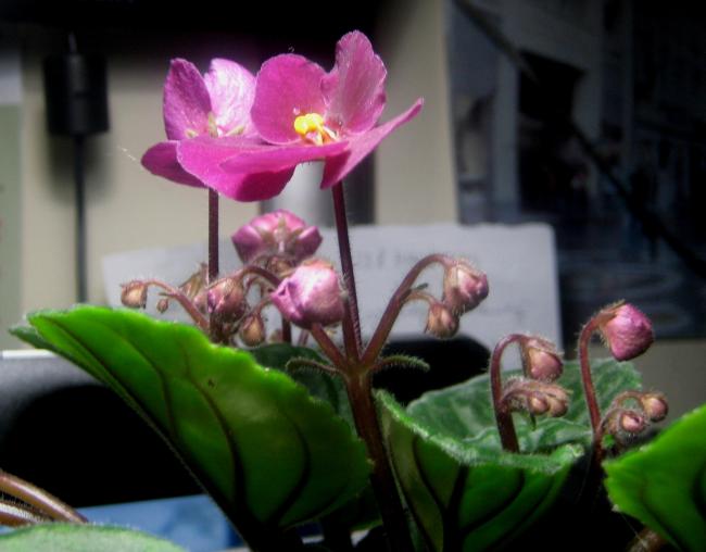 Name:  037.jpg
Views: 1546
Size:  34.7 KB