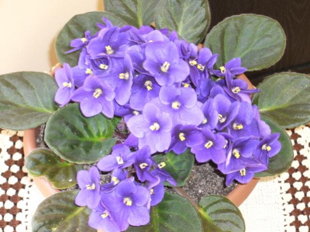 Name:  1-Resimesra 097.jpg
Views: 1498
Size:  52.3 KB