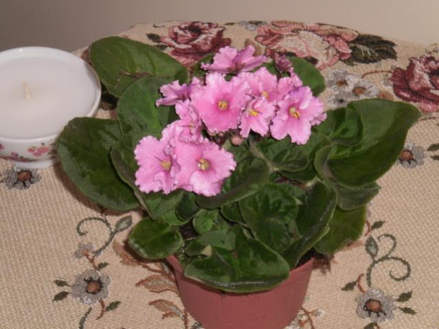 Name:  PB190032.jpg
Views: 1126
Size:  46.2 KB