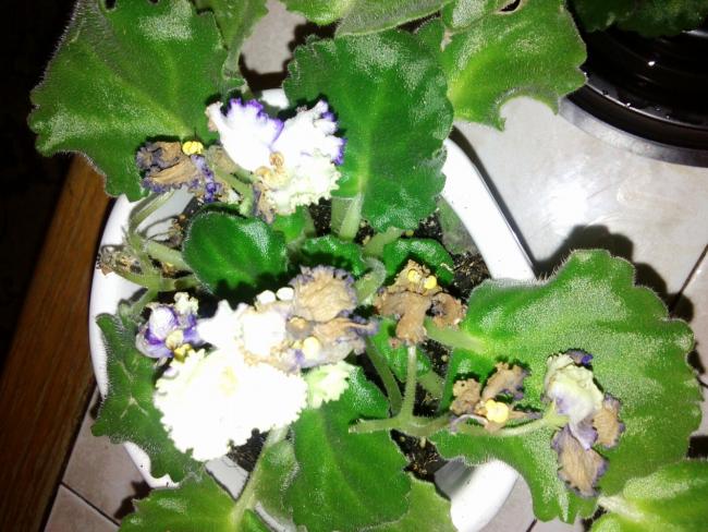 Name:  aviary_1357430709339.jpg
Views: 4194
Size:  60.8 KB