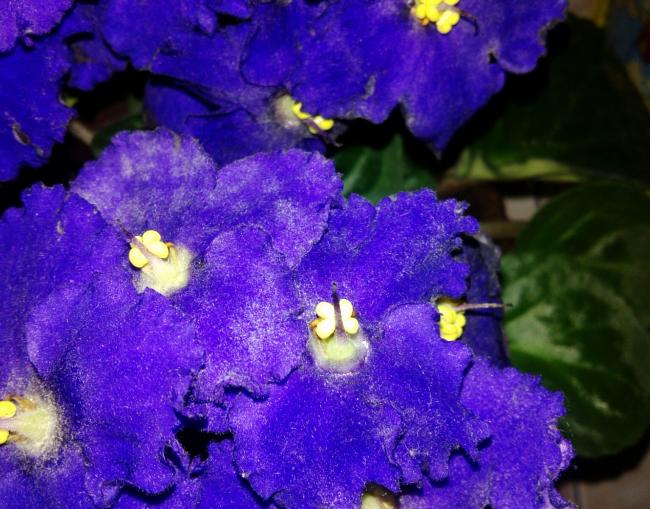 Name:  aviary_1357430740435.jpg
Views: 4024
Size:  61.9 KB