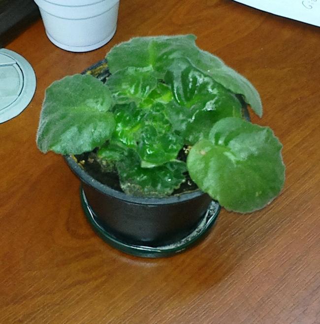 Name:  2013-01-28-0145-crop.jpg
Views: 1799
Size:  59.0 KB