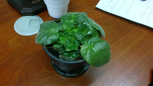 Name:  2013-01-28-0147-crop.jpg
Views: 1637
Size:  29.3 KB