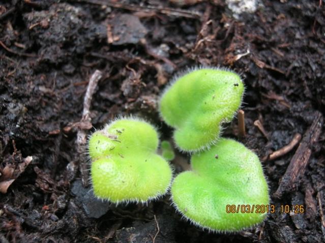 Name:  005.jpg
Views: 3180
Size:  53.4 KB