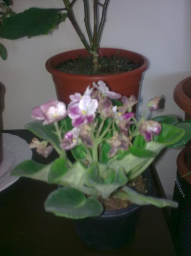 Name:  Grnt0426.jpg
Views: 1361
Size:  39.0 KB