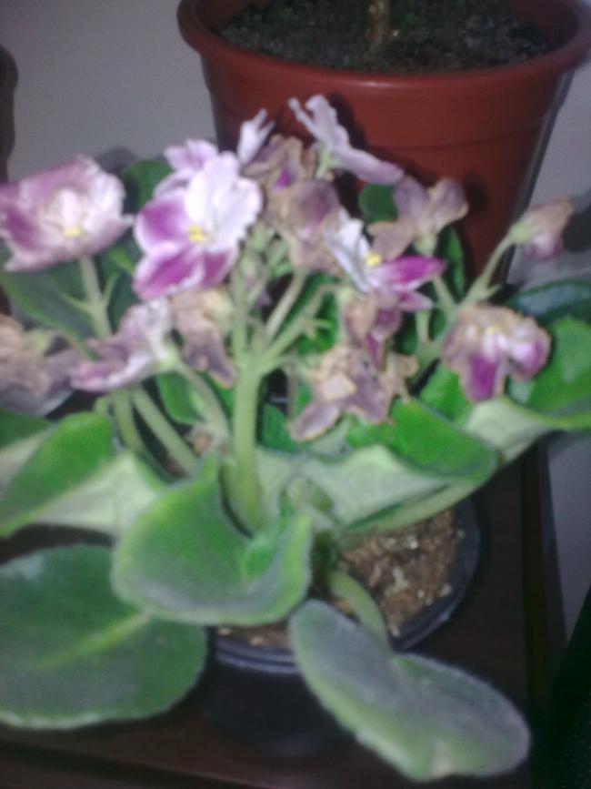 Name:  Grnt0427.jpg
Views: 1326
Size:  46.3 KB