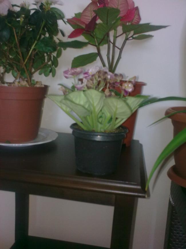 Name:  Grnt0428.jpg
Views: 1400
Size:  43.9 KB