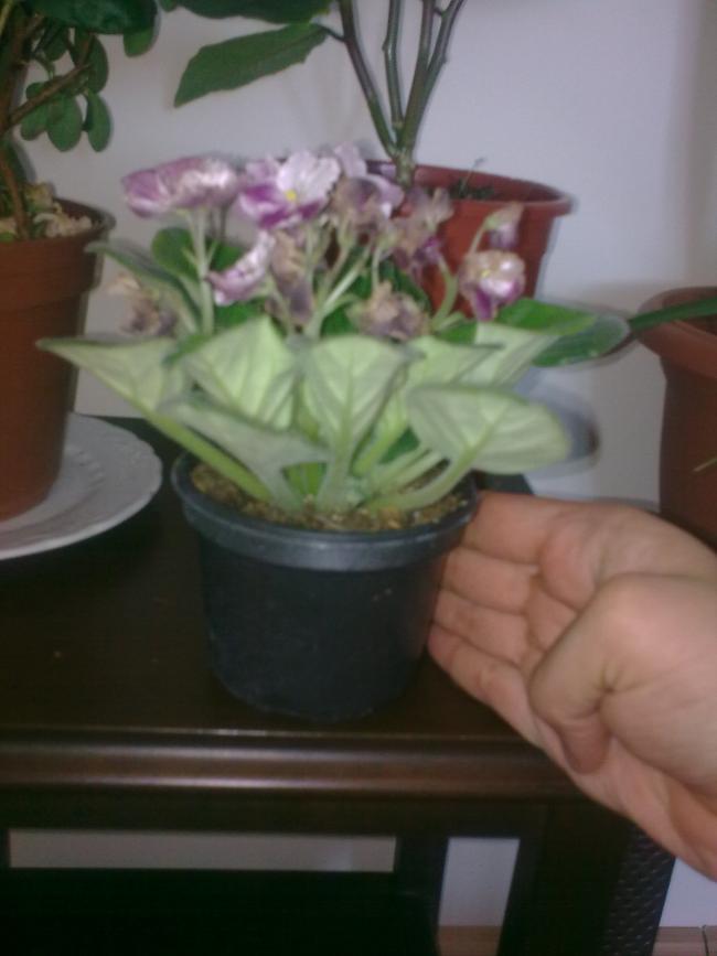 Name:  Grnt0429.jpg
Views: 1435
Size:  41.0 KB