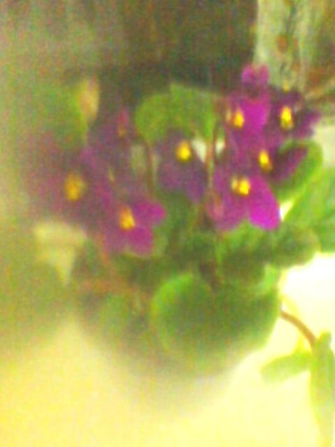 Name:  SP_A0146.jpg
Views: 1237
Size:  25.6 KB