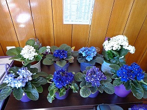 Name:  DSC00147.JPG
Views: 1115
Size:  58.0 KB